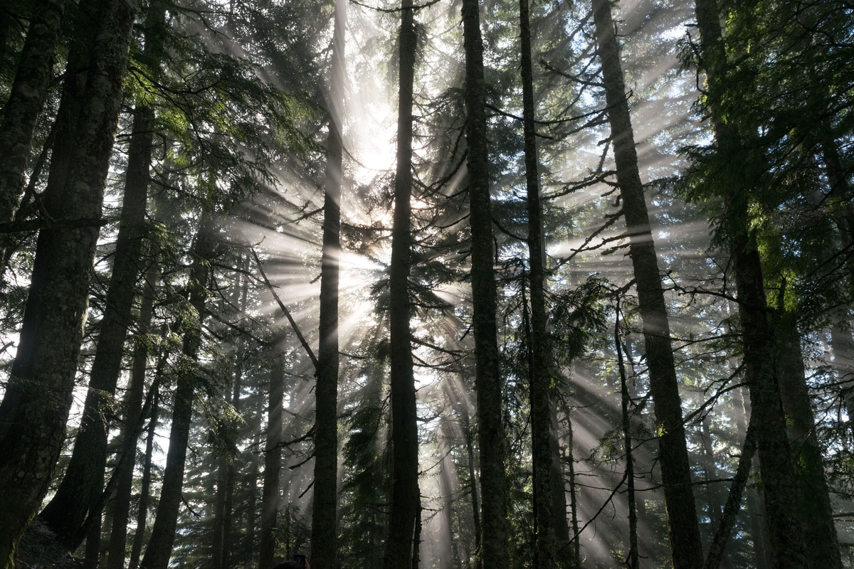 Toward Using the iPad Pro for Development